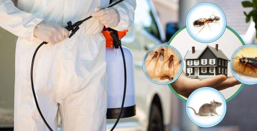 Delice Böcek İlaçlama