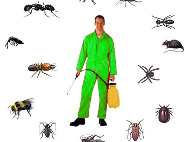 Delice Böcek İlaçlama